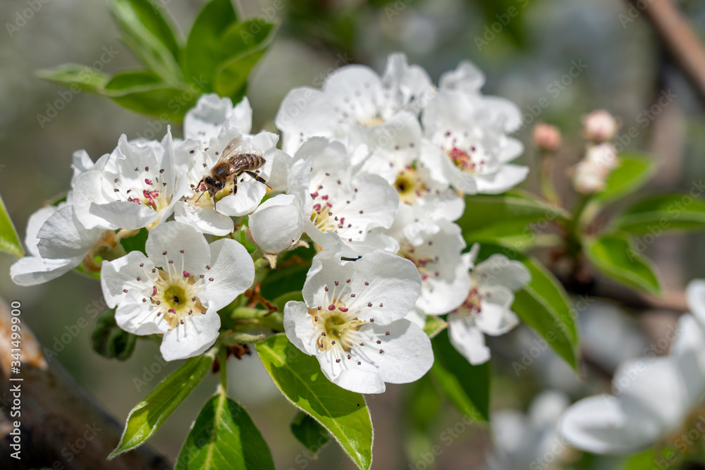 Honey Bee Collecting Nectar and Pollen on a Flowering Tree in Spring - Pollination of Pear Tree Flowers