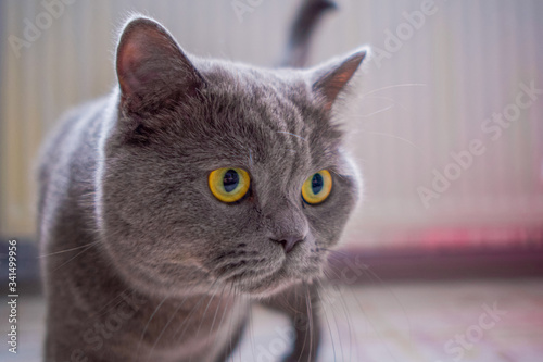 Close-up portrait of gray British shorthair cat