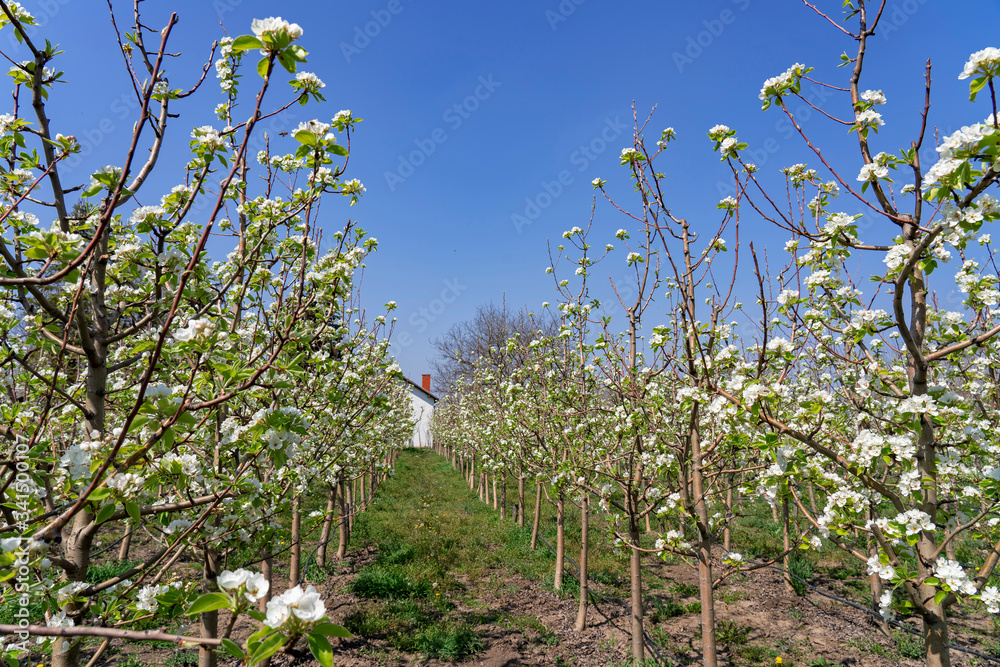 Blossoming Pear Orchard Under  Blue Sky