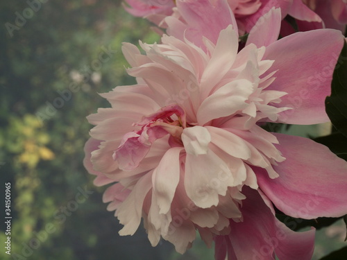 closeup of a pink peony flower