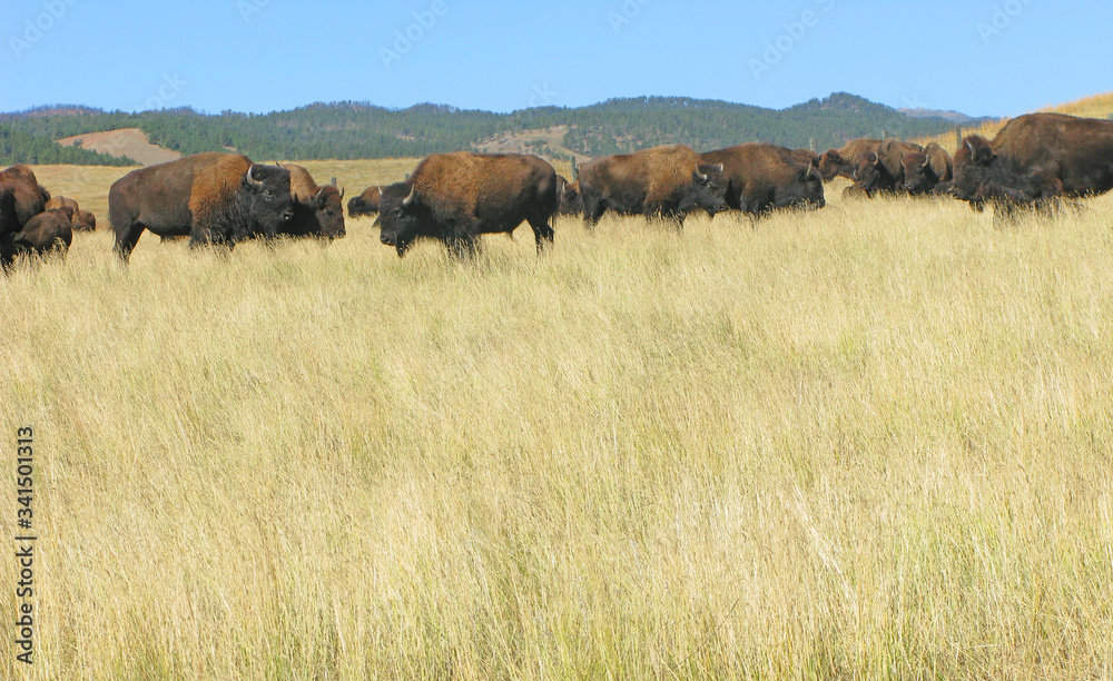 Buffalo Roundup in Custer State Park, South Dakota. 