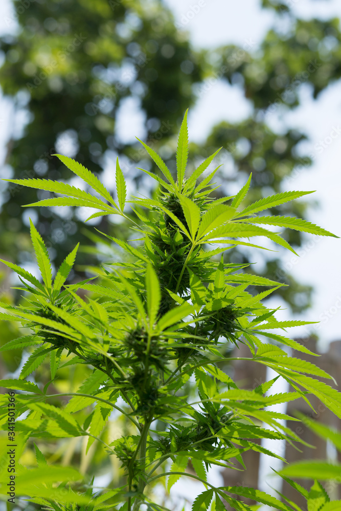 selective focus marijuana leaf, cannabis plant