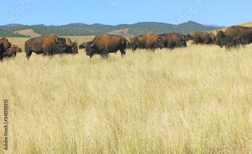 Buffalo Roundup in Custer State Park  South Dakota. 