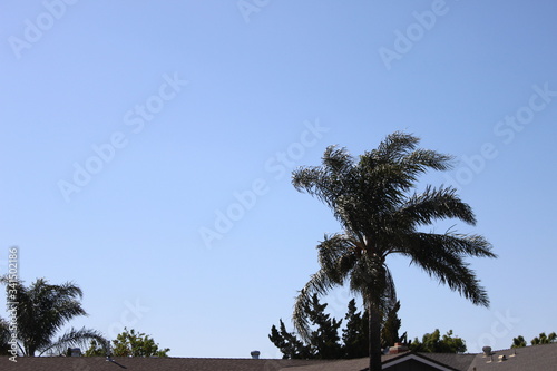 palm tree and blue sky