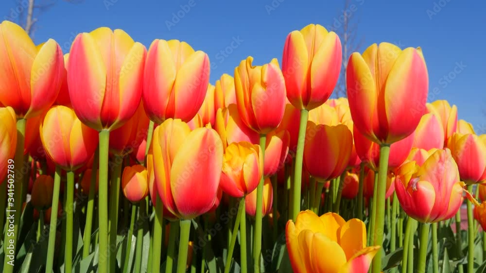 Two colored yellow and red tulips bouquet with green leaves. Conceptual image of spring and Easter holidays. Beautiful colorful red and yellow tulips background. Field of spring flowers. Flower bed tu Two colored yellow and red tulips bouquet with green leaves. Conceptual image of spring and Easter holidays. Beautiful colorful red and yellow tulips background. Field of spring flowers. Flower bed tu
