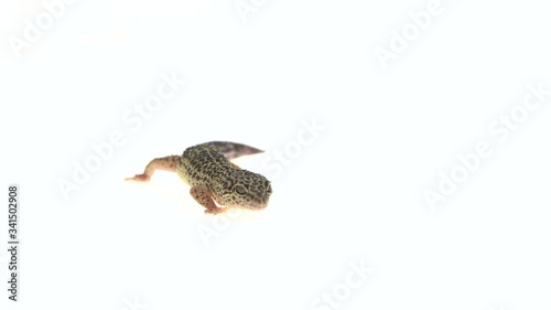 Leopard gecko standard form, Eublepharis macularius in white background photo