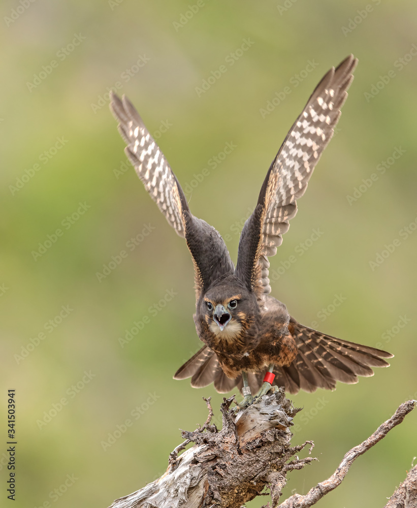 Juvenile New Zealand Falcon (Karearea)(Falco novaeseelandiae ...