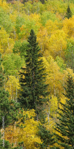 Fall Colors - Spearfish Canyon scenic route from Spearfish  South Dakota via Alt-14 Spearfish Canyon Scenix Byway
