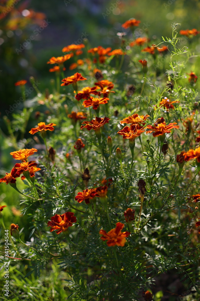 orange marigolds in the garden