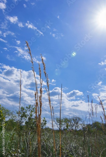 The golden grass (Capim Dourado), used for artisans to manufacture many kind of objects in Jalapao. photo