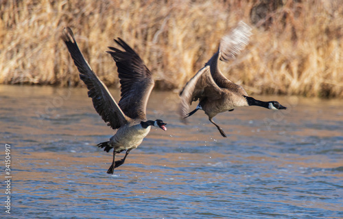 canada goose in flight