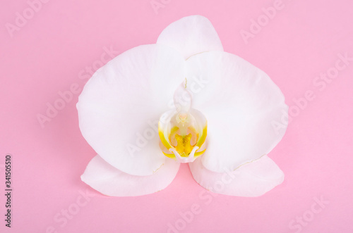 Single white orchid flower on paper background