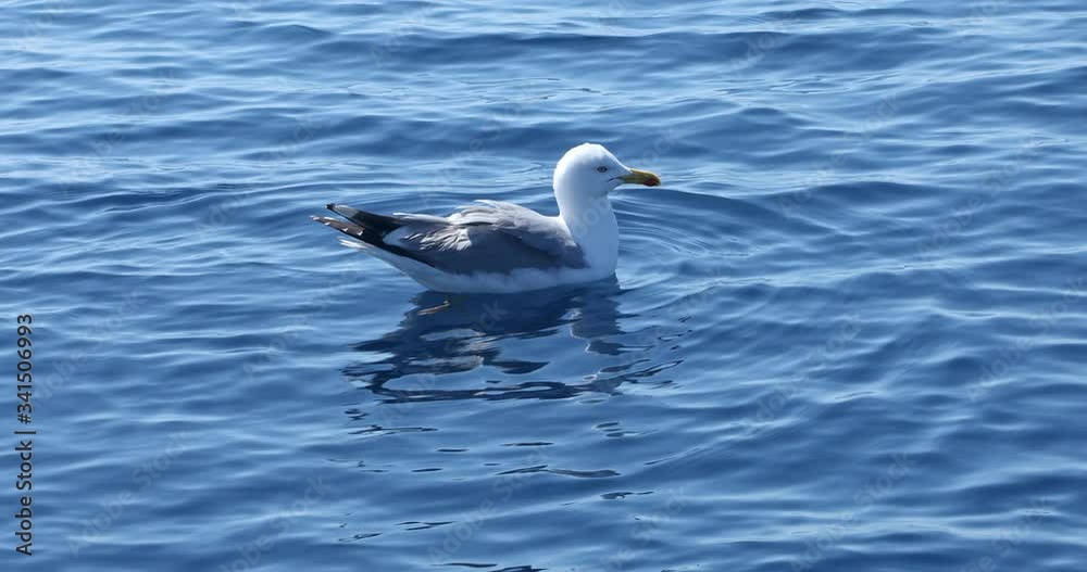 Beautiful seagul swiming on deep mediterranian sea