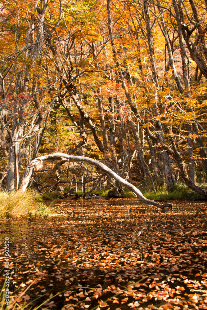 Fototapeta premium autumn over a river and its orange trees