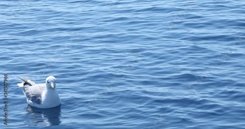 Beautiful seagul swiming on deep mediterranian sea