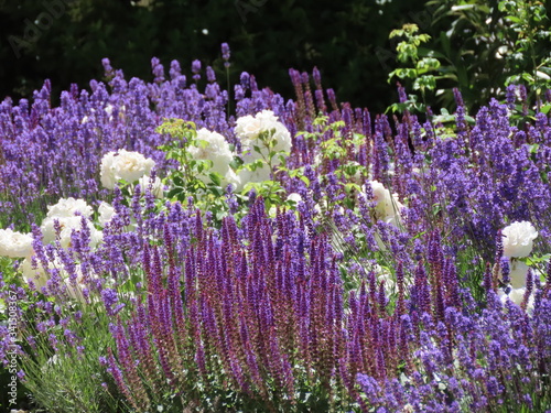 Fototapeta Naklejka Na Ścianę i Meble -  Sage, lavender, roses