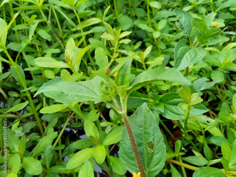 Acmella oleracea (toothache plant, paracress, Sichuan buttons, buzz buttons, ting flowers, electric daisy) with natural background. Flowering is a bouquet, Yellow clusters, oval and pointed like head. Acmella oleracea (toothache plant, paracress, Sichuan buttons, buzz buttons, ting flowers, electric daisy) with natural background. Flowering is a bouquet, Yellow clusters, oval and pointed like head.