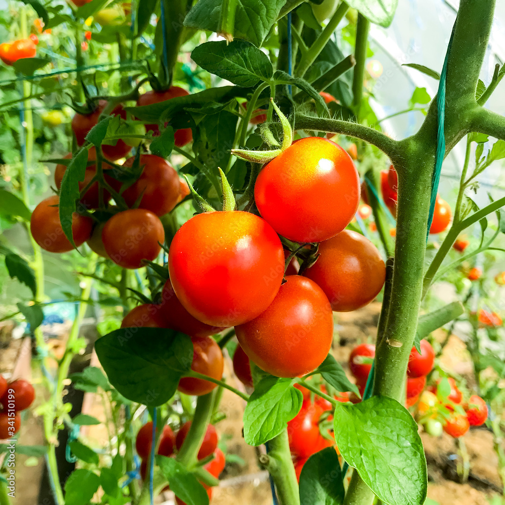 Ripe red tomatoes on bushes in greenhouse in summer, harvesting