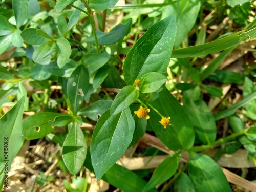 Acmella oleracea  toothache plant  paracress  Sichuan buttons  buzz buttons  ting flowers  electric daisy  with natural background. Flowering is a bouquet  Yellow clusters  oval and pointed like head.
