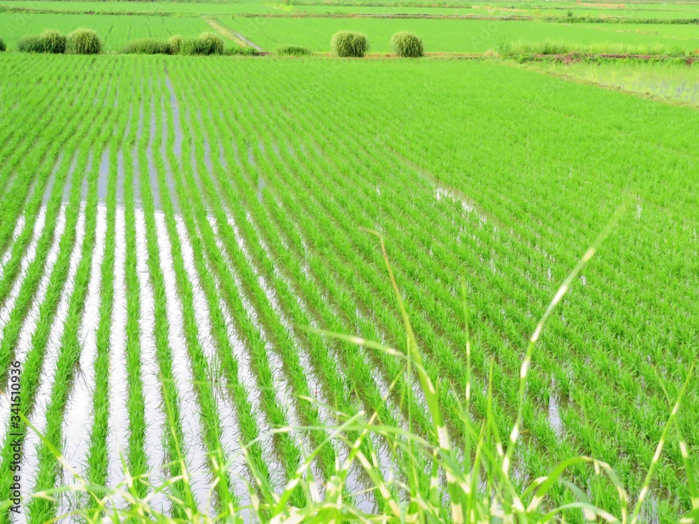 日本の田舎の風景　7月　水田の稲
