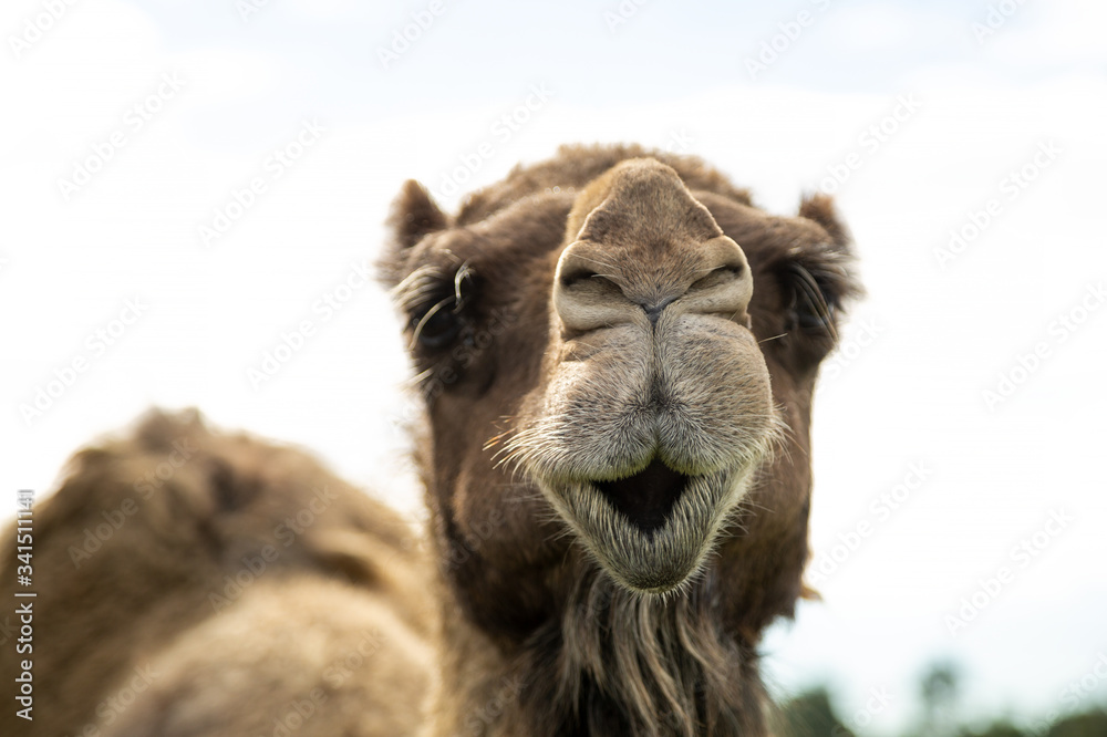 portrait of a camel pulling a funny face