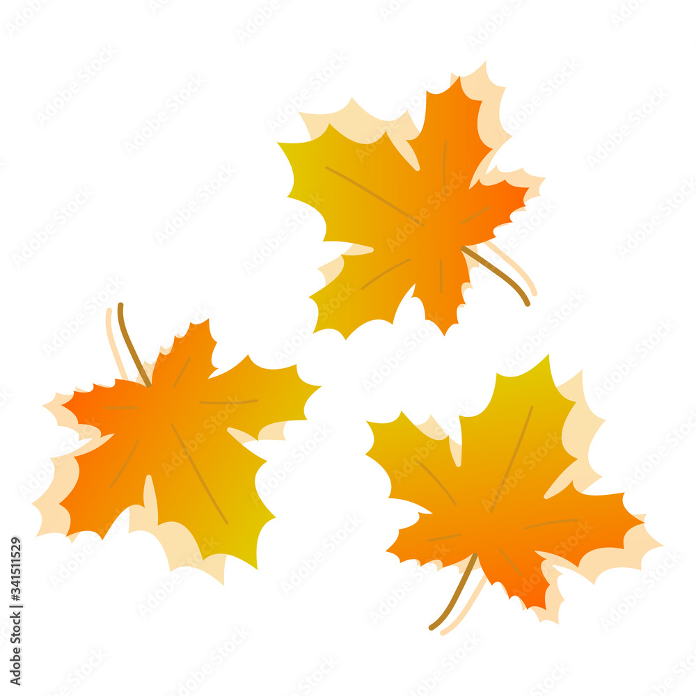 Obraz premium Liść klonu