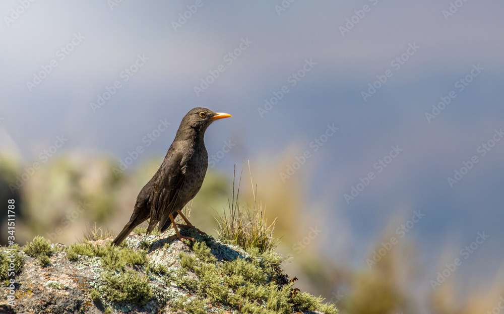Primer plano de un hermoso zorzal chiguanco (Turdus chiguanco) parado sobre una roca, a la izquierda de la imagen, mirando hacia la derecha de la foto, con fondo desenfocado.