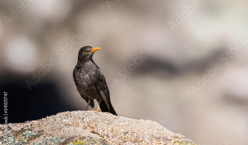 Zorzal chiguanco (Turdus chiguanco) parado sobre una roca, ubicado a la izquierda de la imagen, con la cabeza girada y mirando hacia la derecha, con fondo totalmente desenfocado. photo