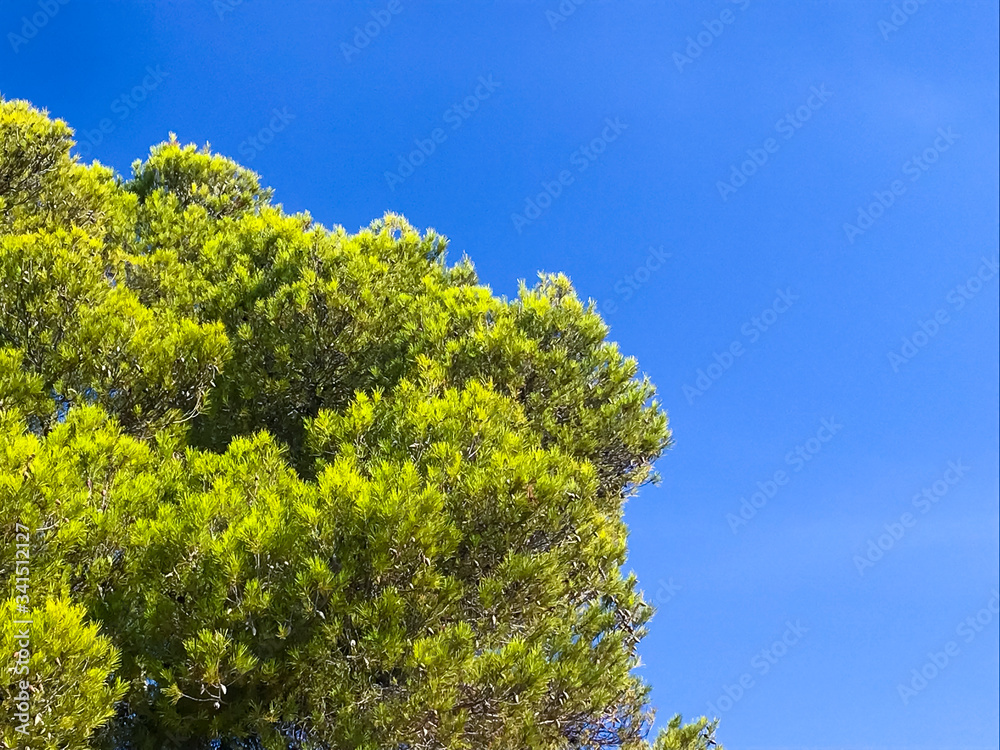 Crown of tree, brown branches, green leaves Crown of tree, brown branches, green leaves