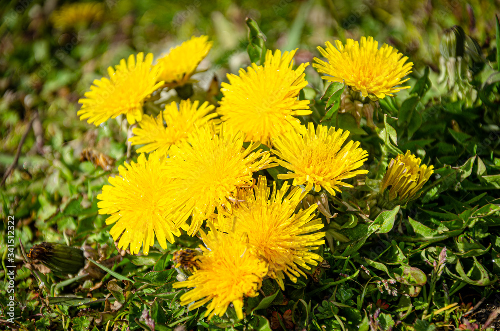 Yellow dandelions in a green meadow in spring. Yellow dandelions in a green meadow in spring.
