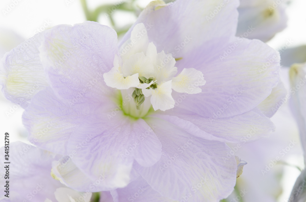 Fototapeta premium Delphinium Flowers Closeup