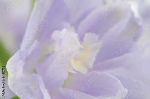 Delphinium Flowers Closeup