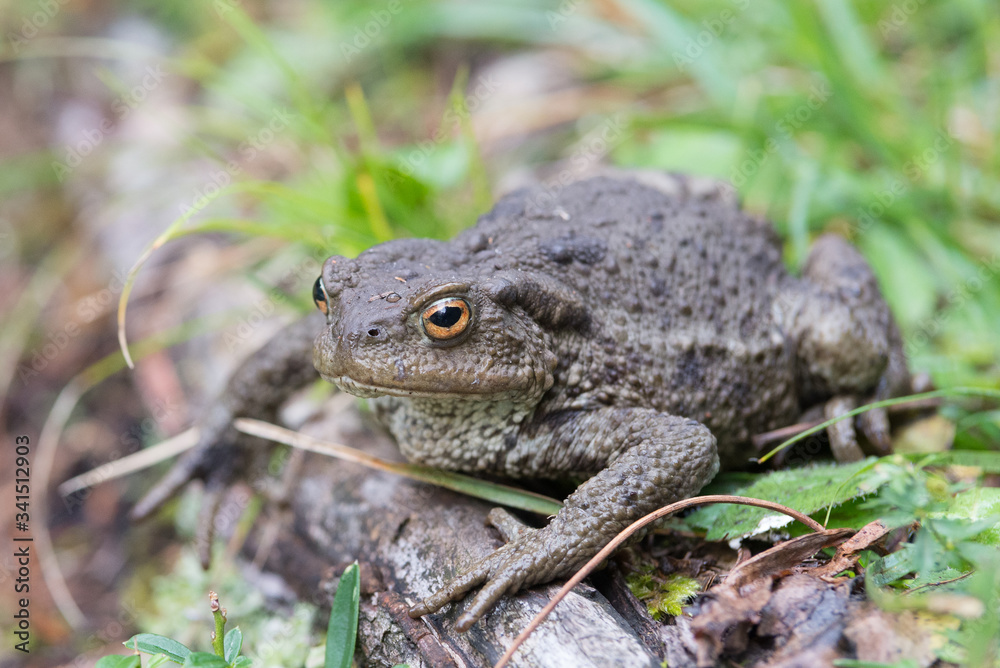 Close up shot of a large toad resting on a wooden trunk Close up shot of a large toad resting on a wooden trunk