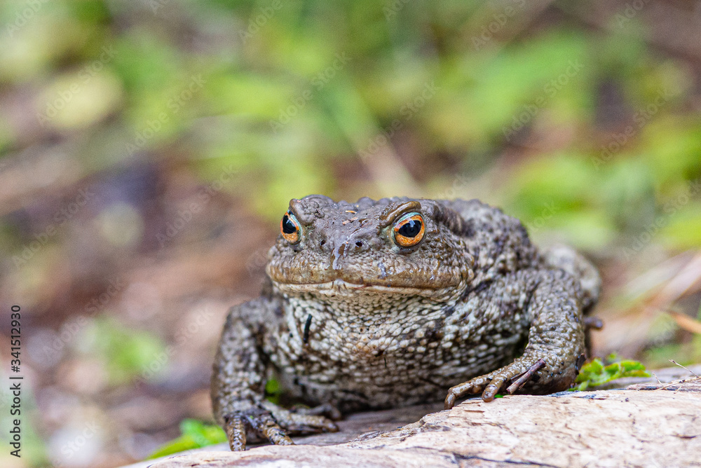 Close up shot of a large toad resting on a wooden trunk Close up shot of a large toad resting on a wooden trunk