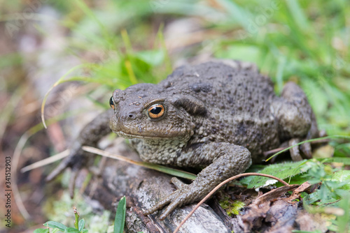 Close up shot of a large toad resting on a wooden trunk