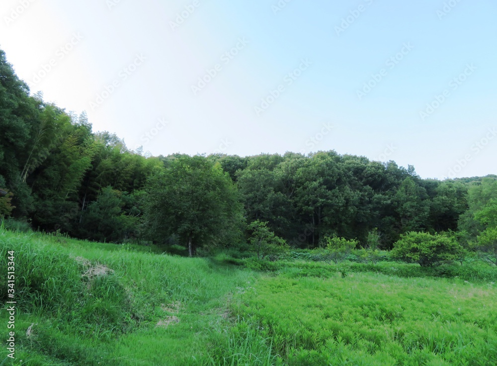 日本の田舎の風景　7月　山の木々