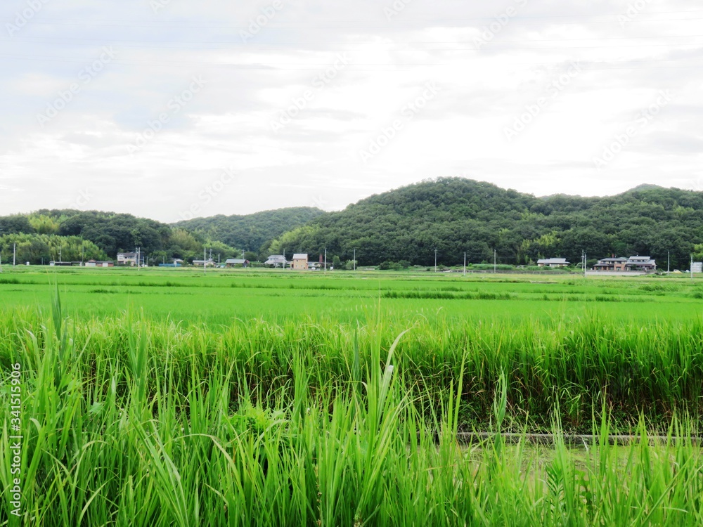 日本の田舎の風景　7月　田んぼと山
