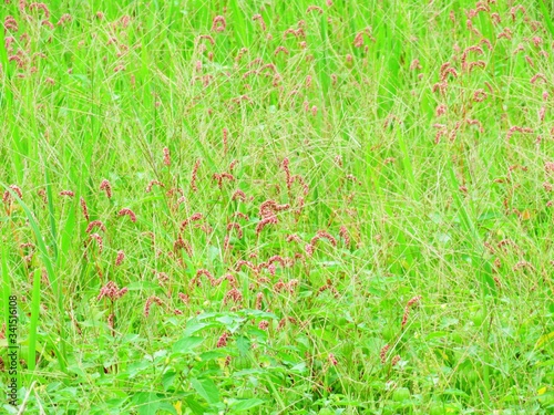 日本の田舎の風景　7月　野の花　タデ