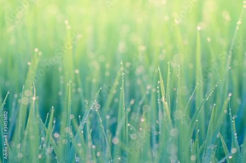 Water drops or Dew drops on the green grass and Boken on sunlight.