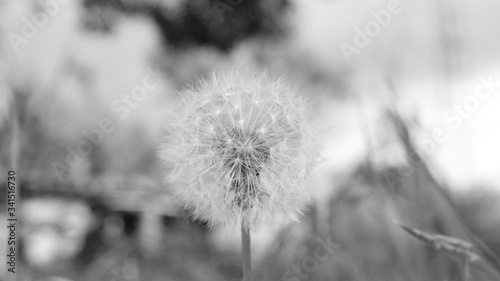 Macro de un diente de le  n en blanco y negro con fondo desenfocado en un jard  n en verano