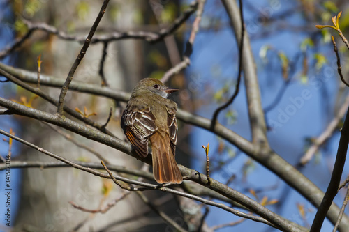 Great crested flycatcher posing in a forest.  photo