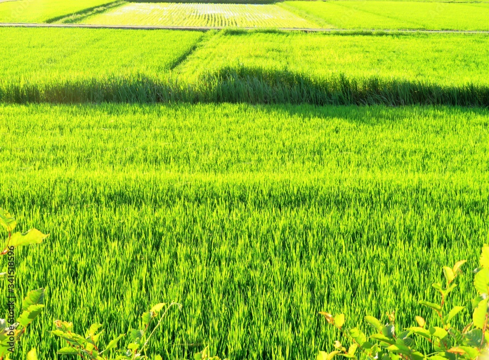 Obraz premium 日本の田舎の風景 7月 田んぼの夕景