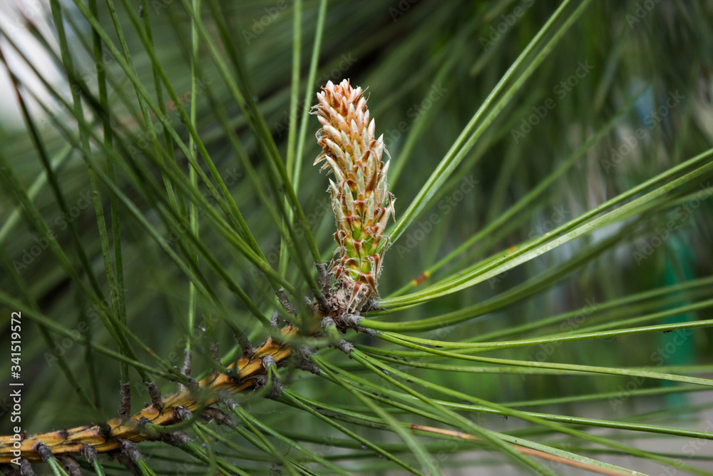 Natural pine wood background for postcard or Wallpaper. Concept of nature. A sprig of young pine with long needles in early spring with a Bud (cone) blooming on a blurred background. - obrazy, fototapety, plakaty 