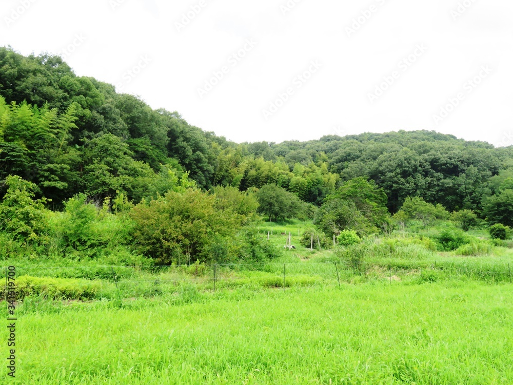 日本の田舎の風景　7月　山の木々
