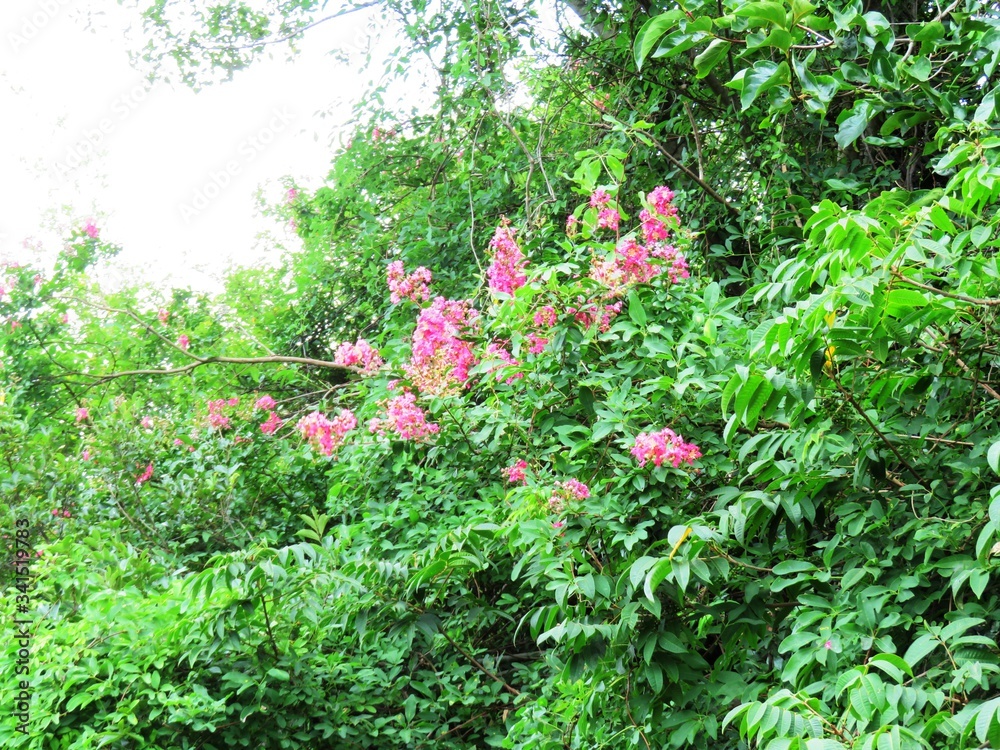 日本の田舎の風景　7月　花　サルスベリ