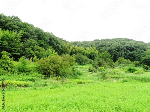 日本の田舎の風景 7月 山の木々