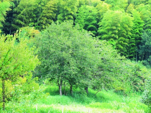 日本の田舎の風景 7月 山の木々 柿