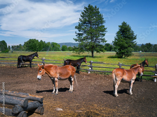 Horses in Grand Teton National Park  USA