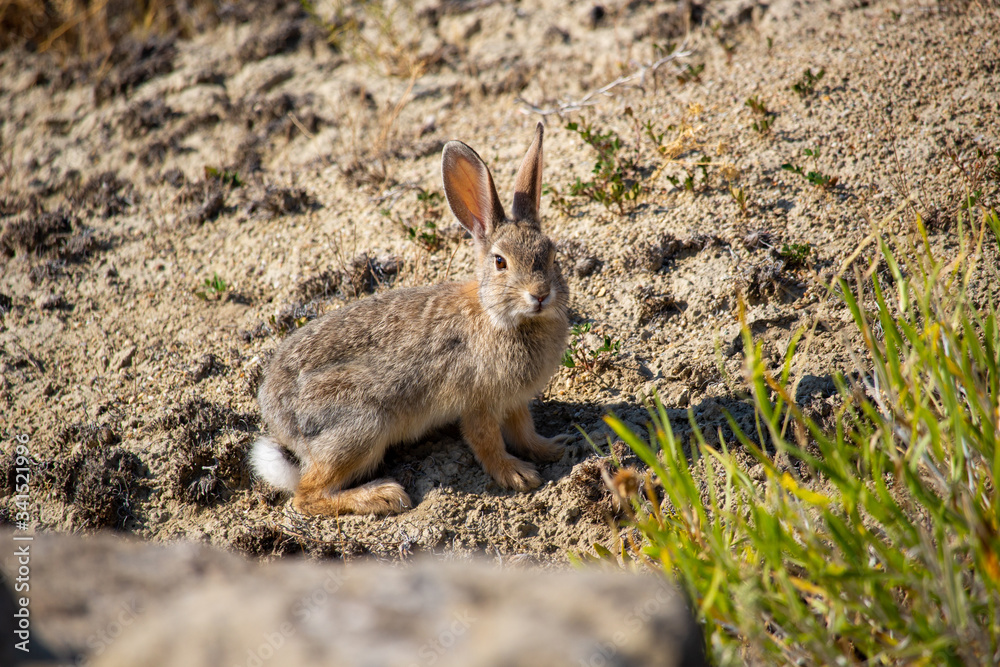 Small Wild Rabbit with cotton tail in Desert terrain Small Wild Rabbit with cotton tail in Desert terrain