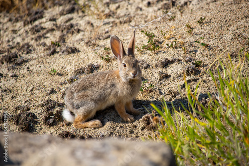 Small Wild Rabbit with cotton tail in Desert terrain © #waterman.photo